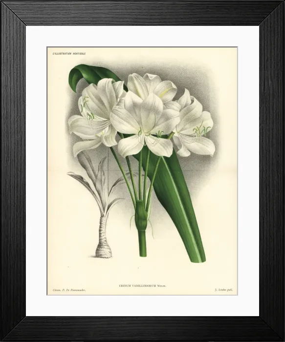 Framed Print : St. Christopher lily, Crinum jagus Framed Print : St. Christopher lily, Crinum jagus