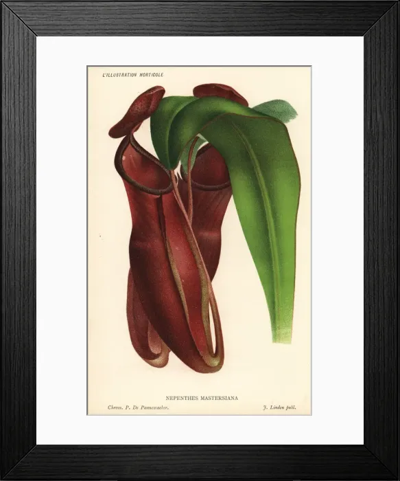 Framed Print : Dr. Maxwell Masters pitcher plant, Nepenthes x mastersiana Framed Print : Dr. Maxwell Masters pitcher plant, Nepenthes x mastersiana