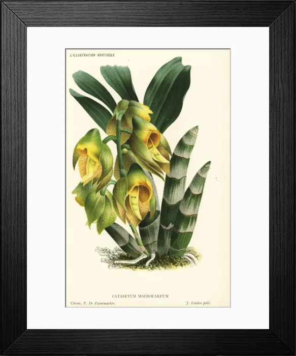 Framed Print : Large-fruited catasetum, Catasetum macrocarpum Framed Print : Large-fruited catasetum, Catasetum macrocarpum