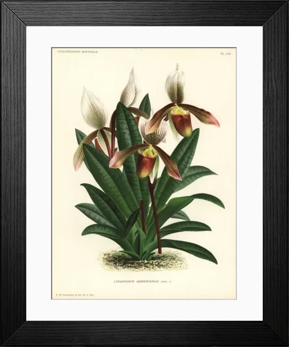 Framed Print : Paphiopedilum x ashburtoniae hybrid orchid Framed Print : Paphiopedilum x ashburtoniae hybrid orchid