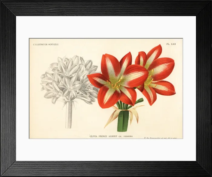 Framed Print : Clivia hybrid, Prince Charles, raised by Charles Vermeire Framed Print : Clivia hybrid, Prince Charles, raised by Charles Vermeire
