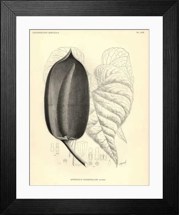 Framed Print : Flamingo flower, Anthurium chamberlainii Framed Print : Flamingo flower, Anthurium chamberlainii