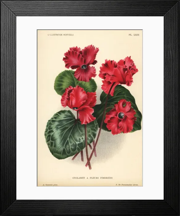 Framed Print : Giant cyclamen cultivar, Cyclamen persicum var. giganteum Framed Print : Giant cyclamen cultivar, Cyclamen persicum var. giganteum