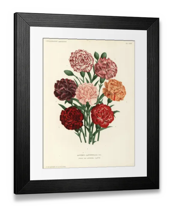 Framed Print : Carnation varieties, Dianthus caryophyllus Framed Print : Carnation varieties, Dianthus caryophyllus