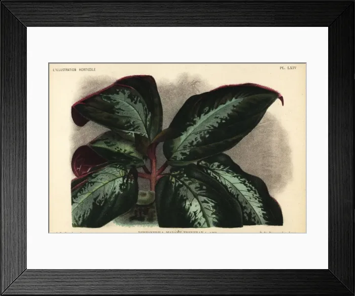 Framed Print : Bertolonia hybrid, Madame Treyeran Framed Print : Bertolonia hybrid, Madame Treyeran