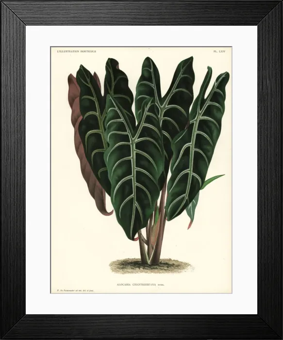 Framed Print : Alocasia x chantrieri. Alocasia x chantrieri Framed Print : Alocasia x chantrieri. Alocasia x chantrieri