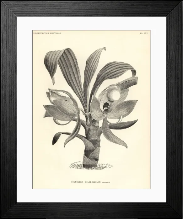 Framed Print : Cycnoches chlorochilon orchid Framed Print : Cycnoches chlorochilon orchid