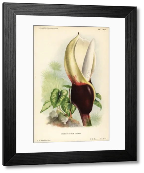 Framed Print : Philodendron mamei Framed Print : Philodendron mamei