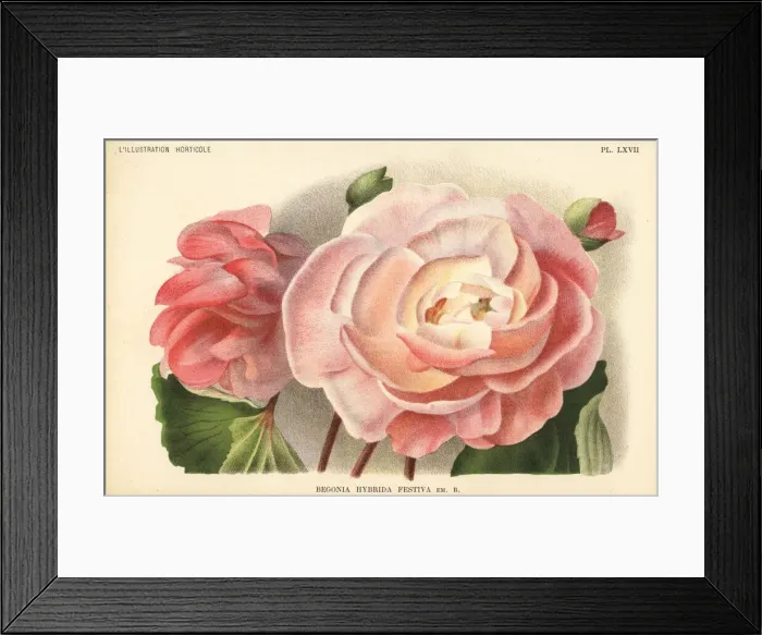 Framed Print : Begonia hybrid raised by F. Crousse of Nancy Framed Print : Begonia hybrid raised by F. Crousse of Nancy