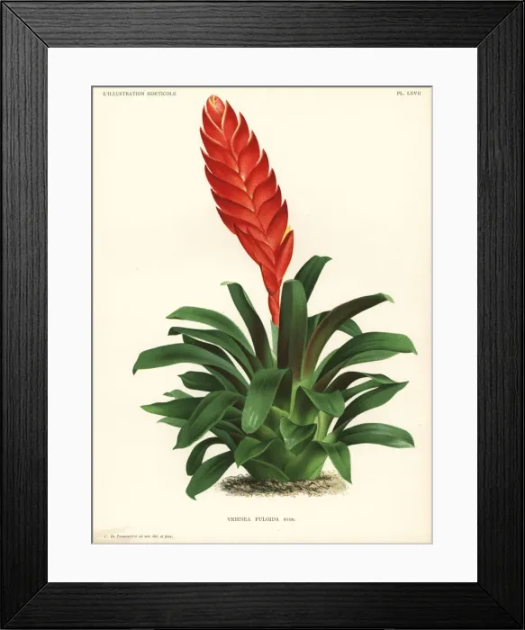 Framed Print : Duvals vriesea, Vriesea duvaliana Framed Print : Duvals vriesea, Vriesea duvaliana