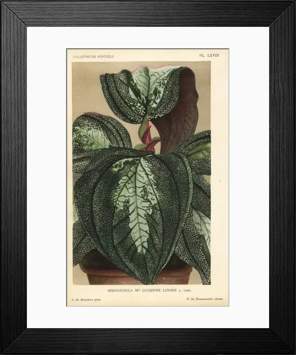 Framed Print : Bertolonia hybrid, Mlle. Lucienne Linden Framed Print : Bertolonia hybrid, Mlle. Lucienne Linden