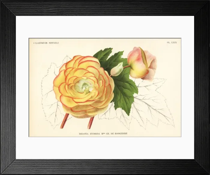 Framed Print : Begonia hybrid, Madame Charles de Bosschere Framed Print : Begonia hybrid, Madame Charles de Bosschere