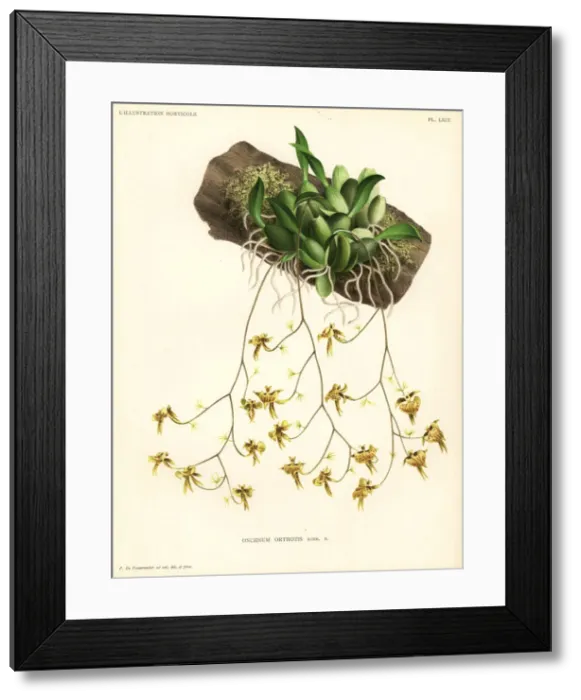 Framed Print : Oncidium orthotis orchid Framed Print : Oncidium orthotis orchid