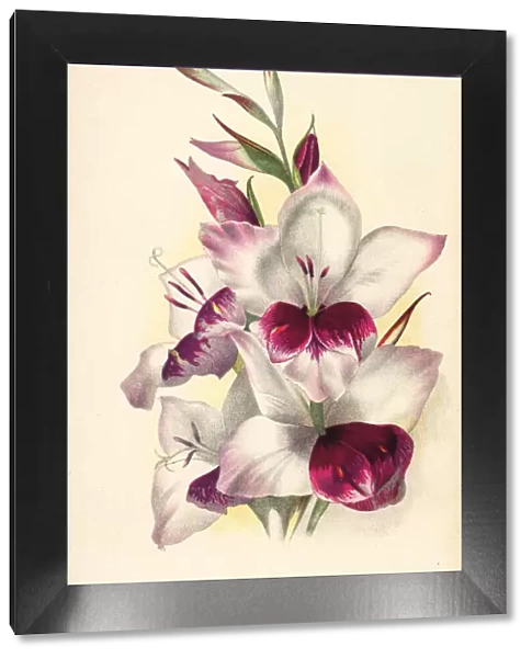 Gladiolus lemoinei hybrid, Paul Margueritte