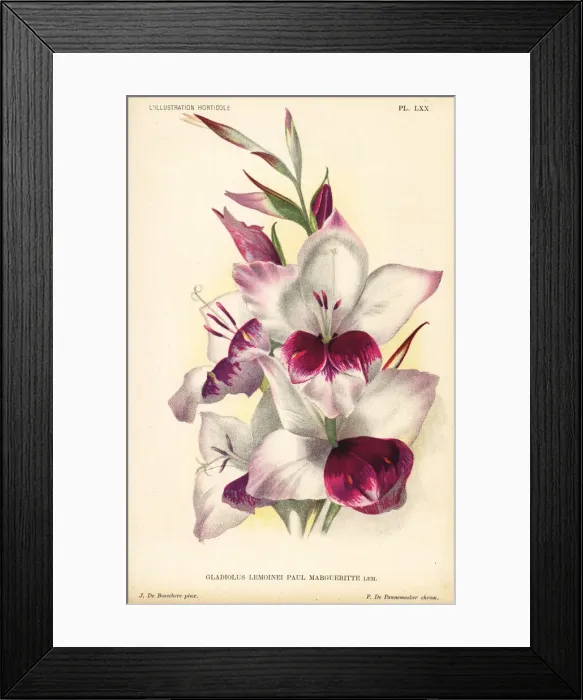 Framed Print : Gladiolus lemoinei hybrid, Paul Margueritte Framed Print : Gladiolus lemoinei hybrid, Paul Margueritte