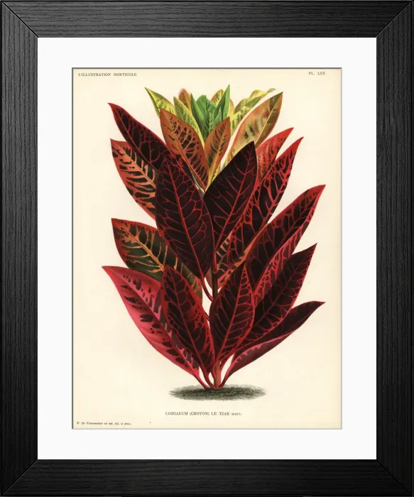 Framed Print : Codiaeum hybrid, le Tzar Framed Print : Codiaeum hybrid, le Tzar