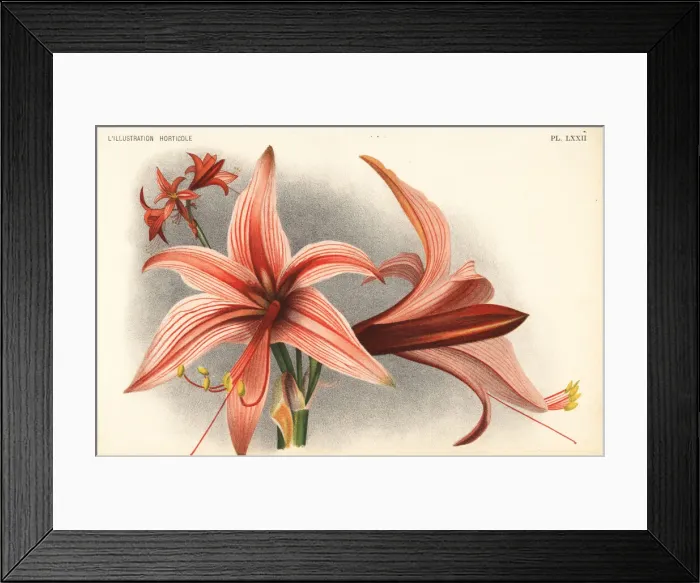 Framed Print : Hippeastrum stylosum Framed Print : Hippeastrum stylosum