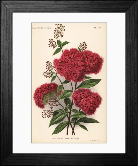 Framed Print : Spiraea japonica cultivar, Anthony Waterer Framed Print : Spiraea japonica cultivar, Anthony Waterer
