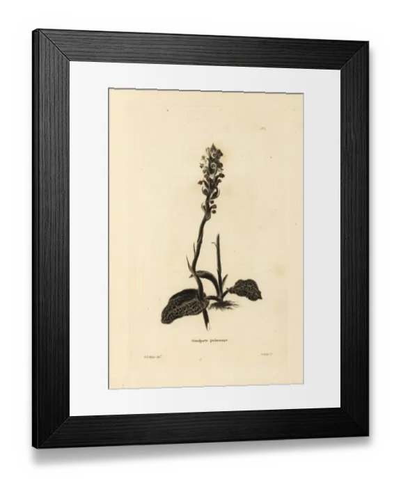 Framed Print : Downy rattlesnake plantain orchid, Goodyera pubescens Framed Print : Downy rattlesnake plantain orchid, Goodyera pubescens