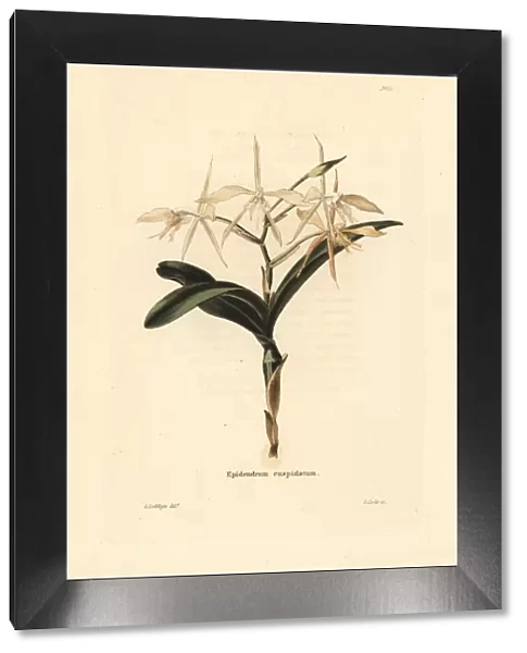 Fringed star orchid, Epidendrum ciliare