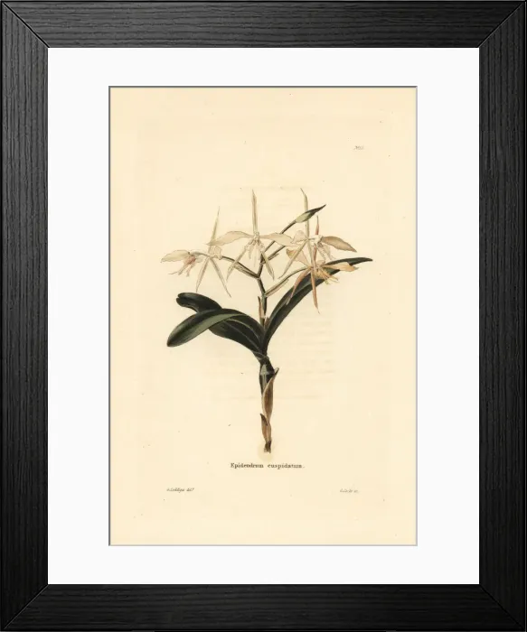 Framed Print : Fringed star orchid, Epidendrum ciliare Framed Print : Fringed star orchid, Epidendrum ciliare