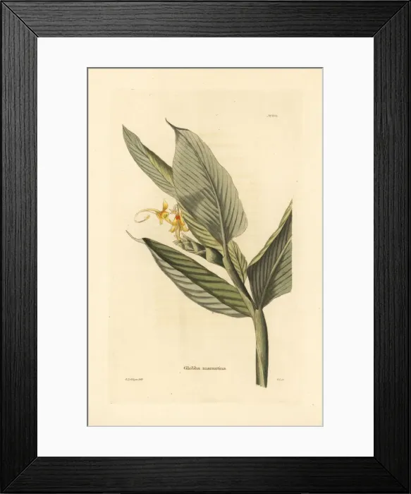 Framed Print : Globba marantina Framed Print : Globba marantina