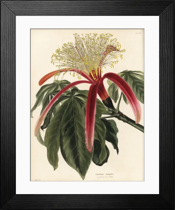 Framed Print : Guiana chestnut, Pachira insignis