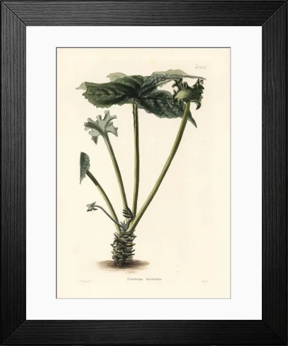 Framed Print : Contrayerva, Dorstenia contrajerva Framed Print : Contrayerva, Dorstenia contrajerva