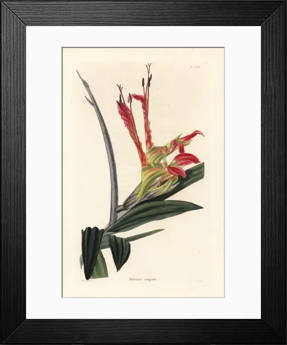 Framed Print : Rats tail, Babiana ringens Framed Print : Rats tail, Babiana ringens