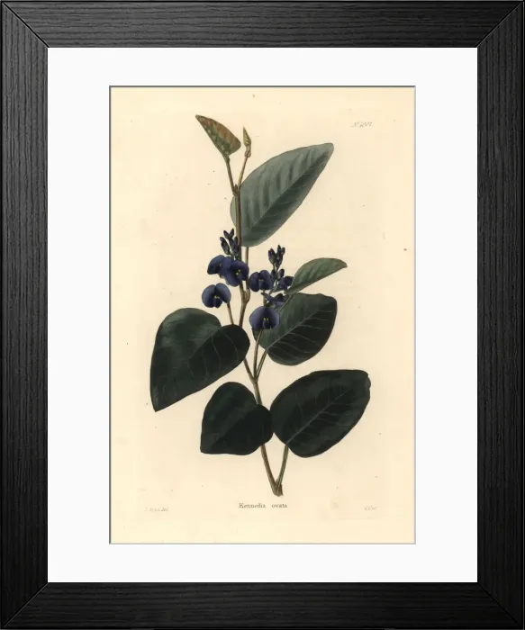 Framed Print : Kennedia ovata Framed Print : Kennedia ovata