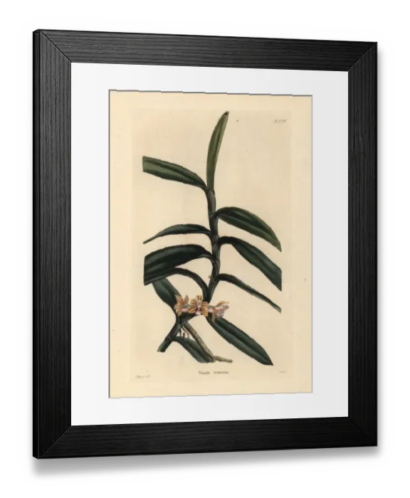 Framed Print : Cleisostoma rostratum orchid Framed Print : Cleisostoma rostratum orchid