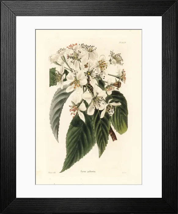 Framed Print : Pear variety named for Baron Pollwill, Pyrus pollveria Framed Print : Pear variety named for Baron Pollwill, Pyrus pollveria