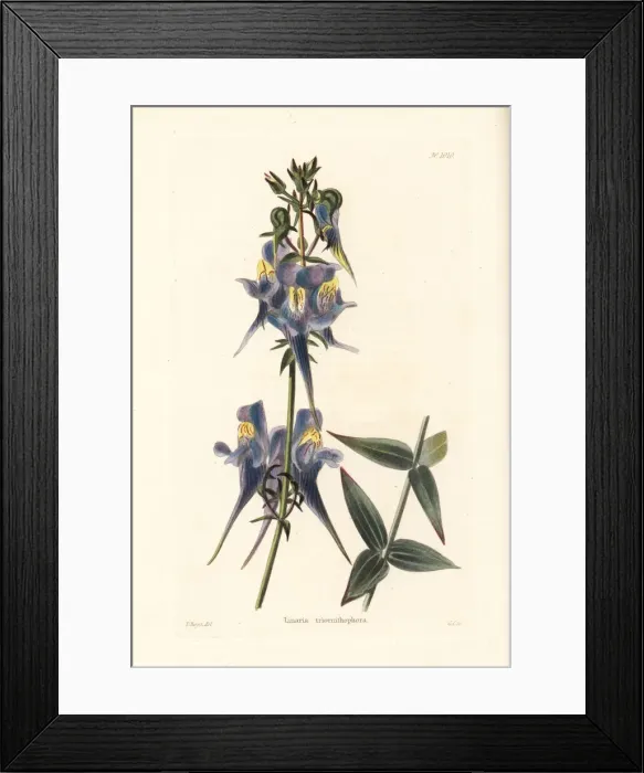 Framed Print : Three birds flying, Linaria triornithophora Framed Print : Three birds flying, Linaria triornithophora