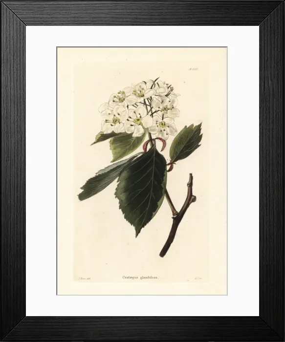Framed Print : Hawthorn variety, Crataegus glandulosa Framed Print : Hawthorn variety, Crataegus glandulosa
