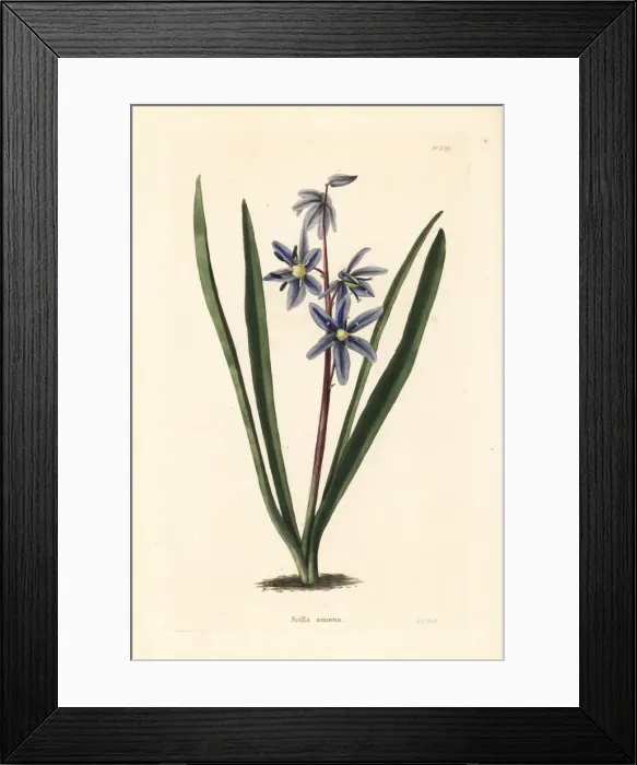Framed Print : Squill, Scilla amoena Framed Print : Squill, Scilla amoena