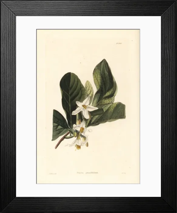 Framed Print : Bigleaf snowbell or storax, Styrax grandifolium Framed Print : Bigleaf snowbell or storax, Styrax grandifolium