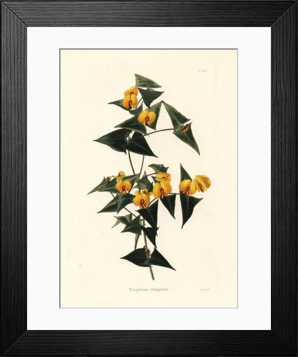 Framed Print : Ivy flat-pea, Platylobium triangulare Framed Print : Ivy flat-pea, Platylobium triangulare