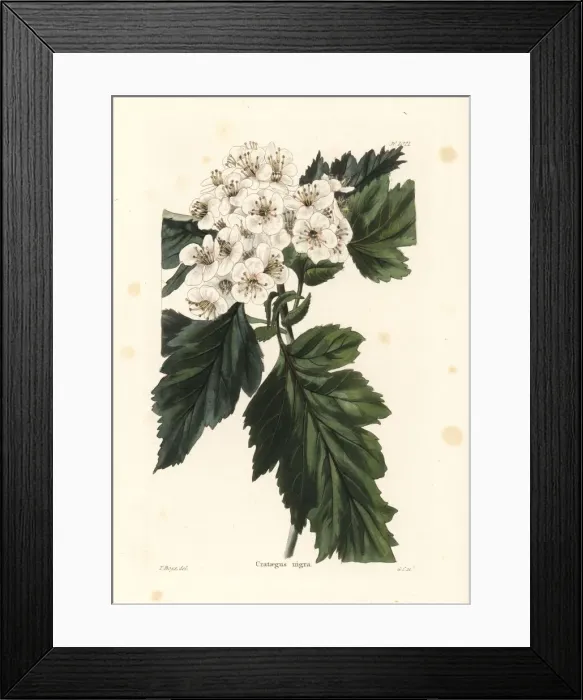 Framed Print : Hungarian hawthorn, Crataegus nigra Framed Print : Hungarian hawthorn, Crataegus nigra