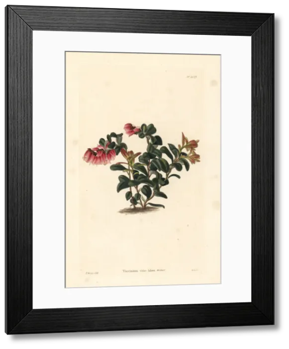 Framed Print : Lingonberry or cowberry, Vaccinium vitis-idaea minor Framed Print : Lingonberry or cowberry, Vaccinium vitis-idaea minor