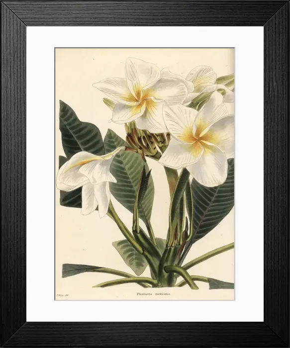 Framed Print : Frangipani, Plumeria rubra Framed Print : Frangipani, Plumeria rubra