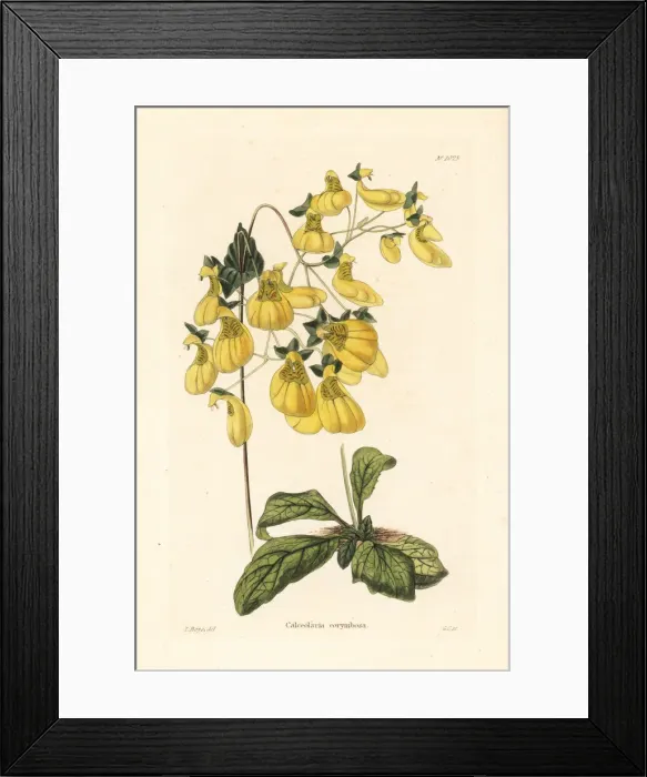 Framed Print : Calceolaria corymbosa Framed Print : Calceolaria corymbosa