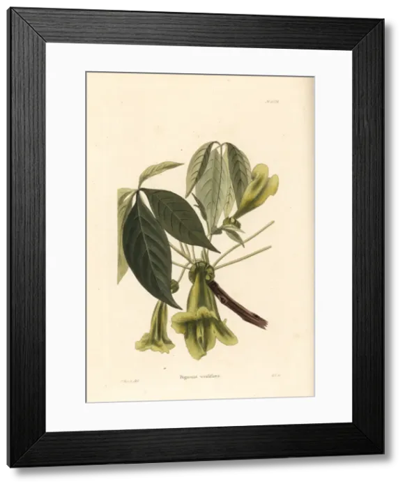 Framed Print : Cybistax, Cybistax antisyphilitica Framed Print : Cybistax, Cybistax antisyphilitica