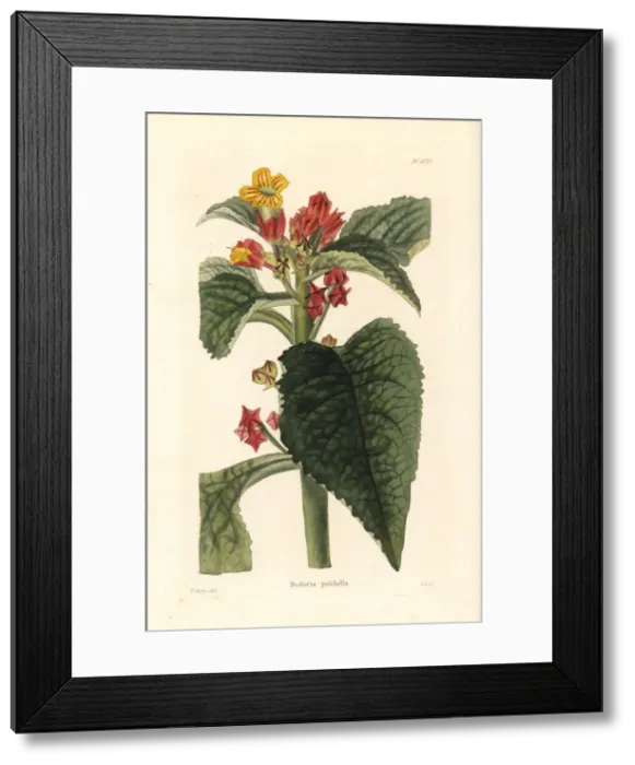 Framed Print : Sunset bells, Chrysothemis pulchella Framed Print : Sunset bells, Chrysothemis pulchella