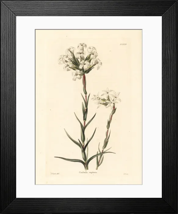 Framed Print : Crassula fascicularis Framed Print : Crassula fascicularis