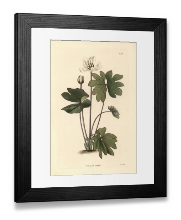 Framed Print : Twinleaf or rheumatism root, Jeffersonia diphylla Framed Print : Twinleaf or rheumatism root, Jeffersonia diphylla