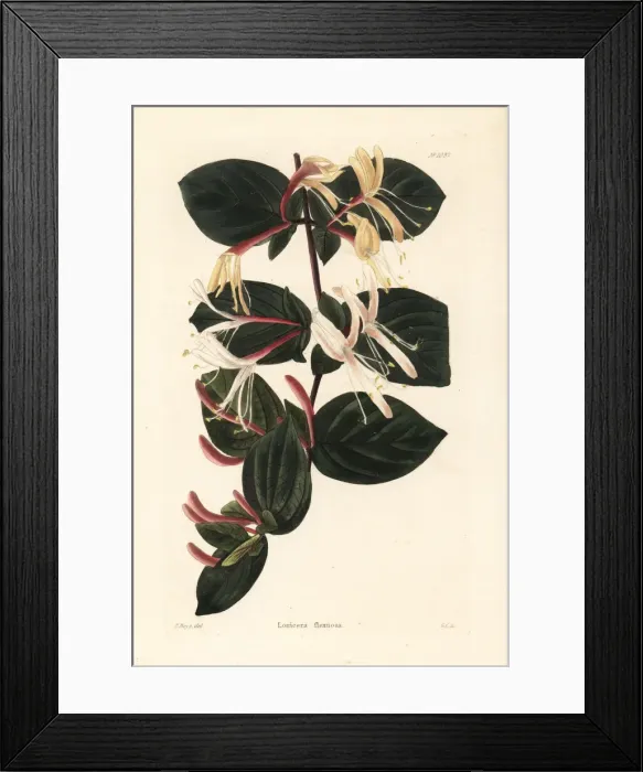 Framed Print : Honeysuckle variety, Lonicera flexuosa Framed Print : Honeysuckle variety, Lonicera flexuosa