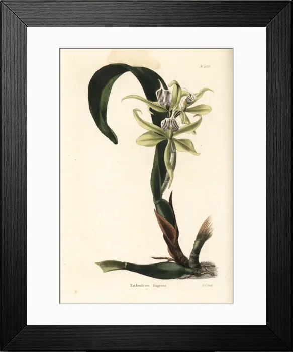 Framed Print : Prosthechea fragrans orchid Framed Print : Prosthechea fragrans orchid