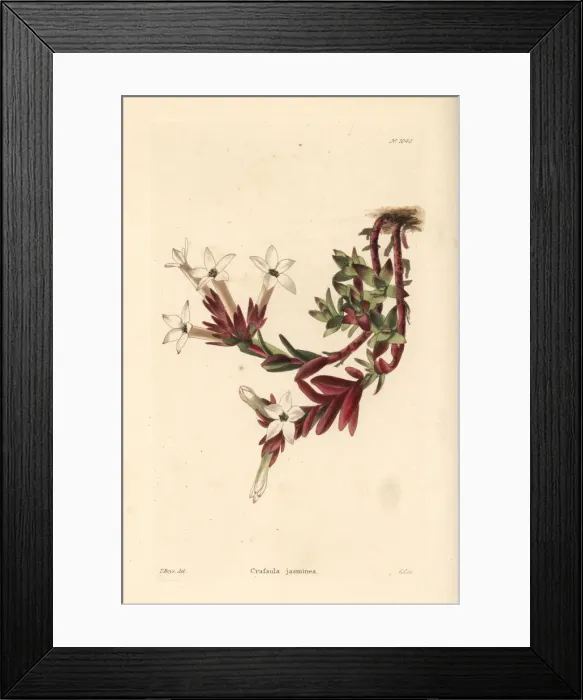 Framed Print : Crassula obtusa Framed Print : Crassula obtusa