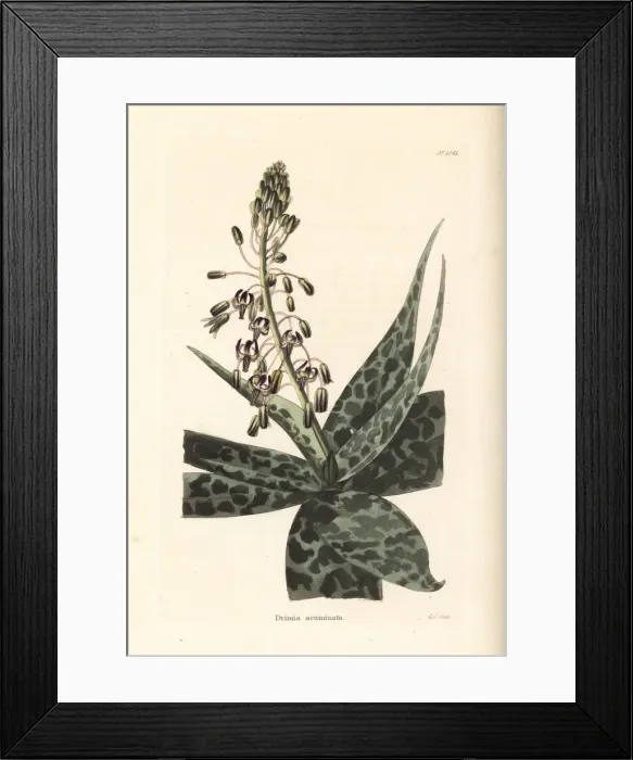 Framed Print : South Indian squill, Ledebouria revoluta Framed Print : South Indian squill, Ledebouria revoluta