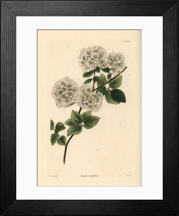 Framed Print : Germander meadowsweet, Spiraea chamaedryfolia Framed Print : Germander meadowsweet, Spiraea chamaedryfolia
